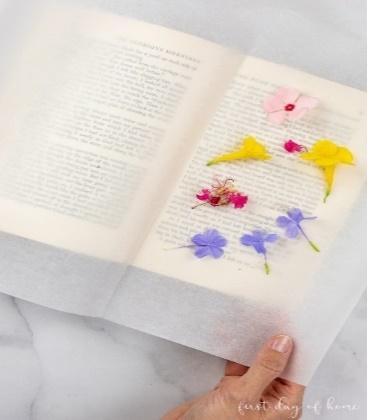 Arranging flowers on parchment paper in a book