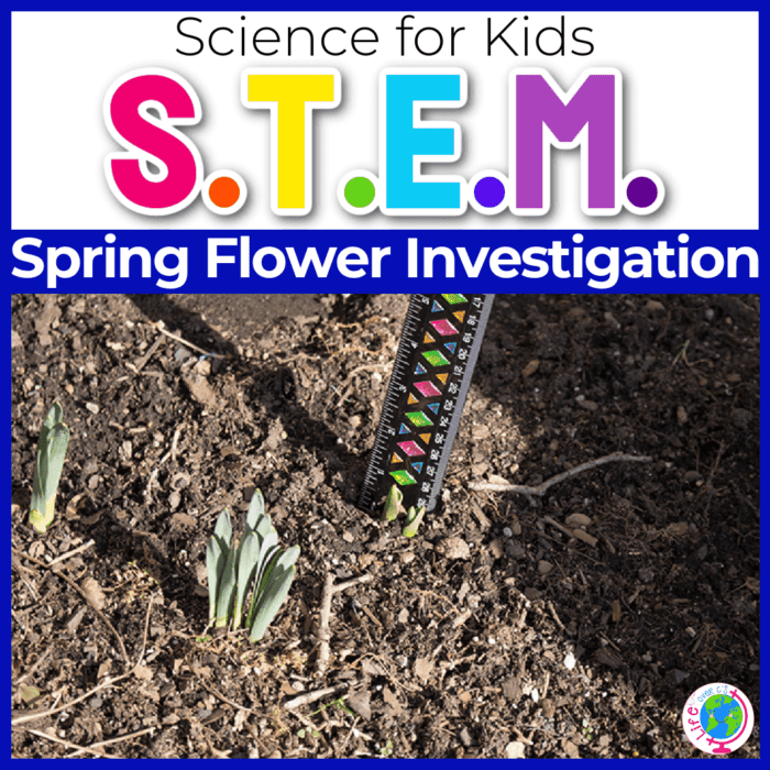 spring flower science investigation measuring flowers as they grow featured image
