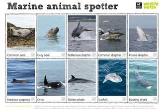 Marine animal