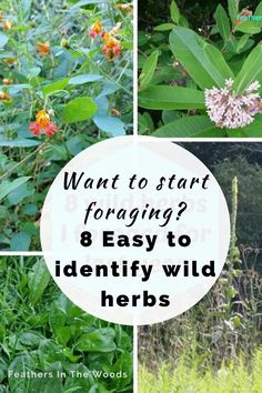 This may contain: four different pictures with the words want to start foraging? 8 easy to identify wild herbs