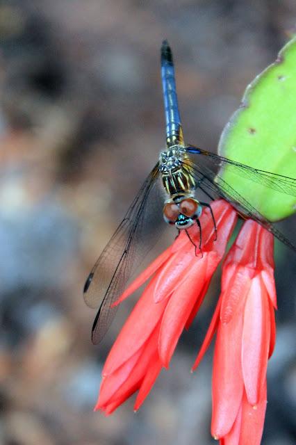 A dragonfly on a flower

Description automatically generated with medium confidence