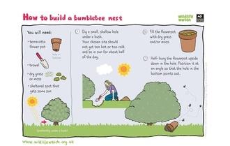 bumblebee nest