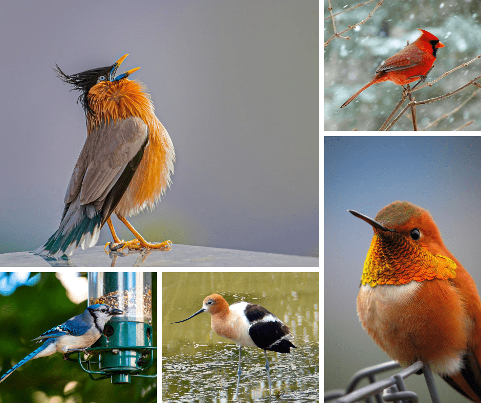 bird watching for kids