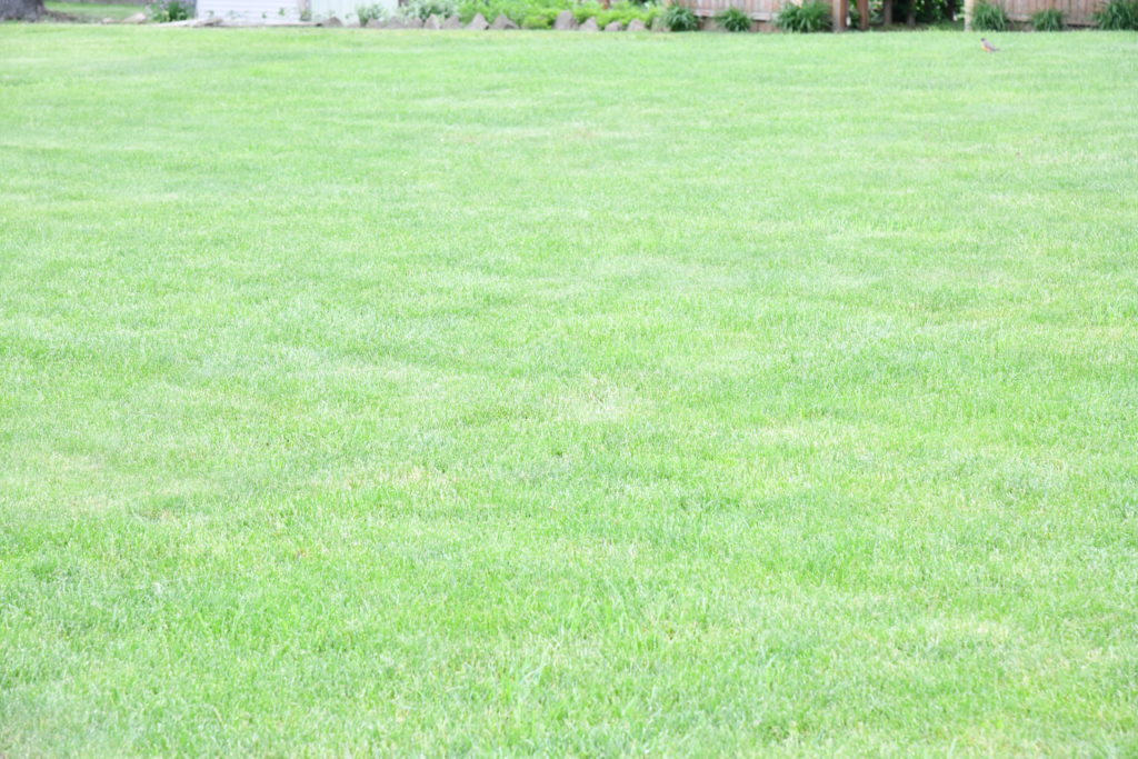 keep your lawn looking gorgeous all summer