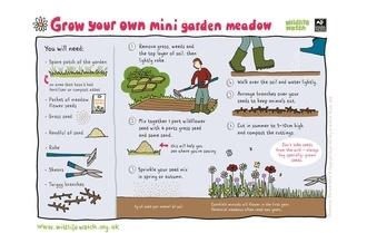 Mini meadow