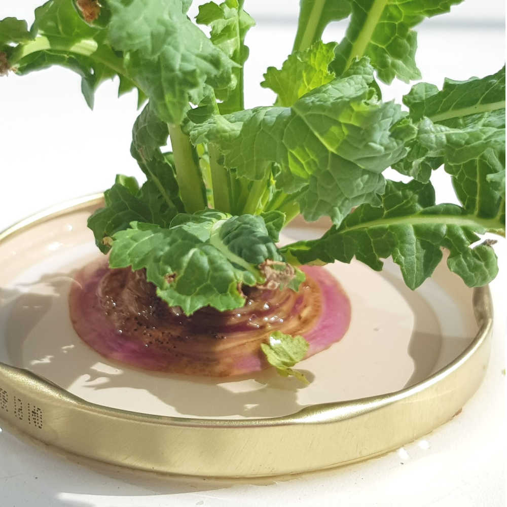 Growing Vegetables From Scraps With Kids
