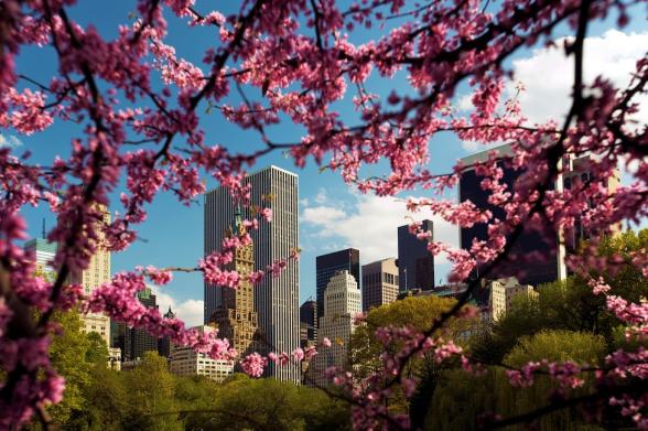 Bright pink cherry blossoms in Central Park frame green trees and skyscrapers in New York City