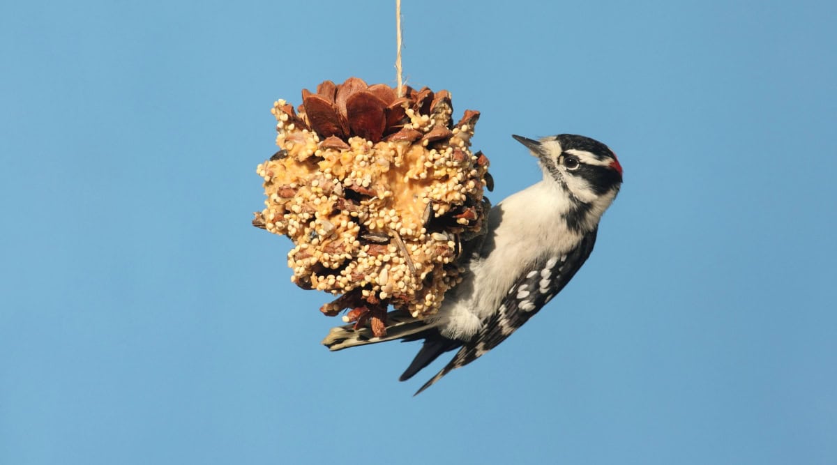 pine cone covered in peanut butter and bird seed with a small black and white bird sitting on the feeder