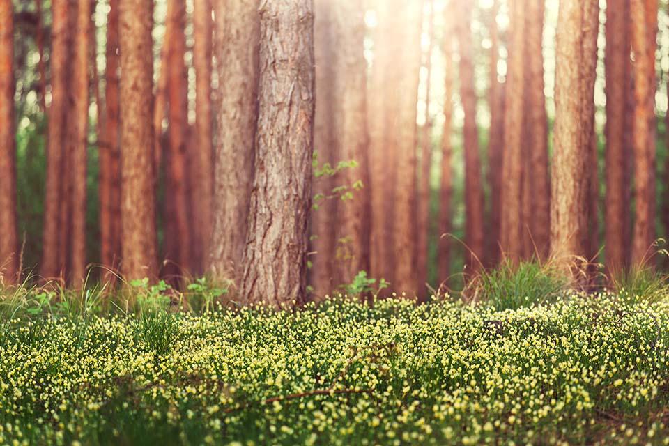 forest