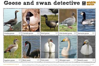 Geese and swans