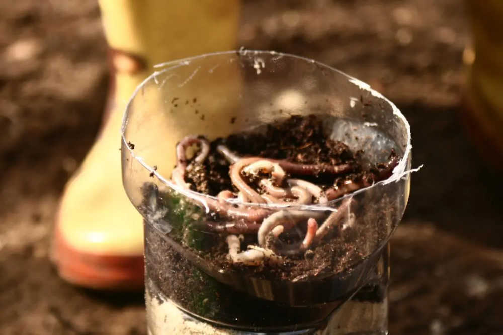 Create A Wormery With Kids