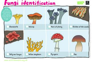 fungi