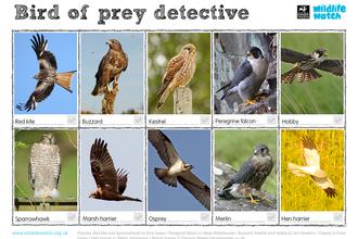 birds of prey
