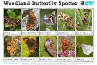 woodland butterflies