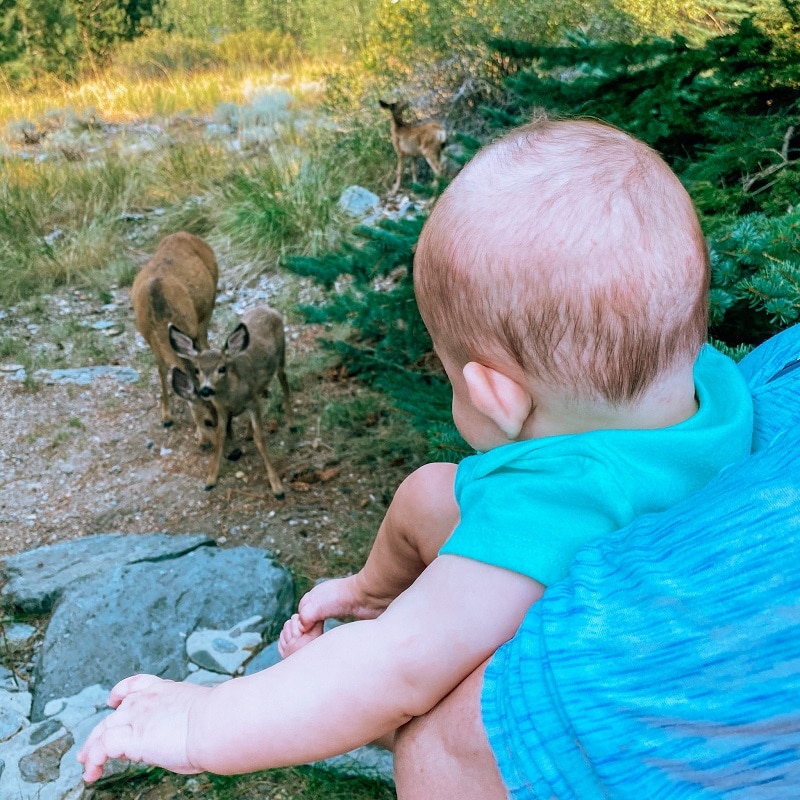 baby seeing deer