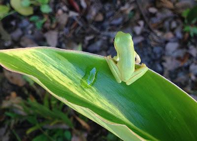 A picture containing outdoor, green, frog, plant

Description automatically generated