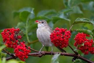 Bird, Berry Bush, Red Berries
Shutterstock.com
New York, NY