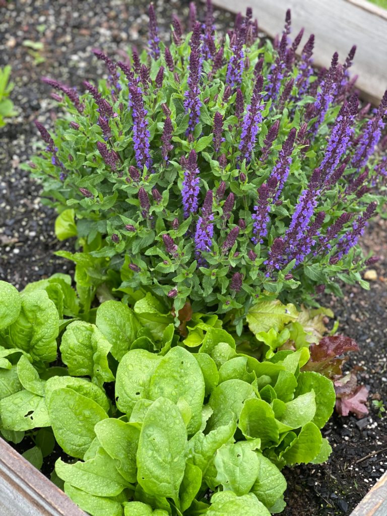 5-Ways-To-Clean-Up-Your-Garden-For-Summer-purple flowers5-Ways-To-Clean-Up-Your-Garden-For-Summer-purple flowers