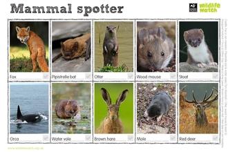 Mammal spotter