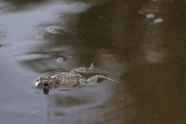 Catching pond frogs with kids