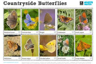 butterflies