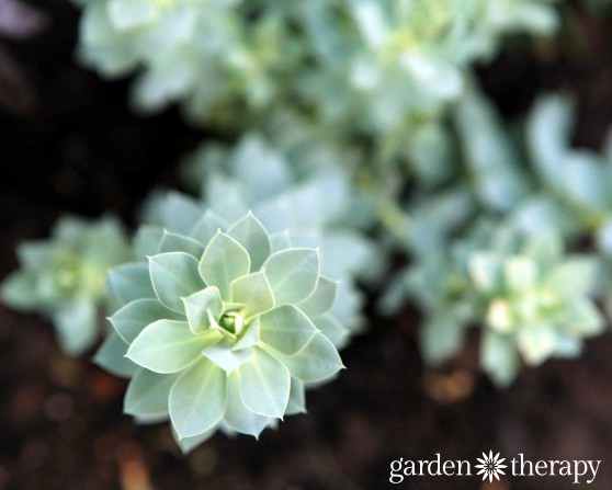 Garden Therapy Back Yard Play Garden Tour (2)