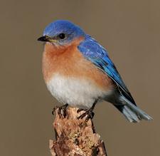 An Eastern bluebird perched on a stump