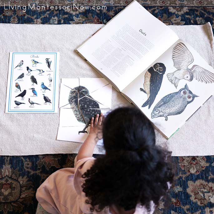 Working with Owl Puzzle and Animalium Book