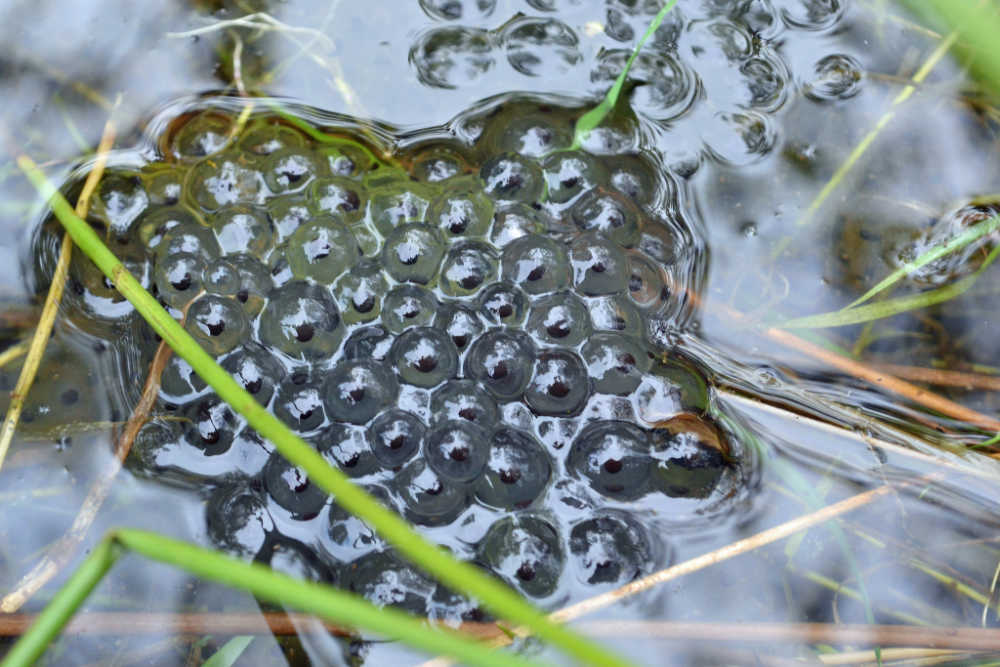 Fun Outdoor Activities For Kids Finding Frogspawn