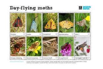 Day moths