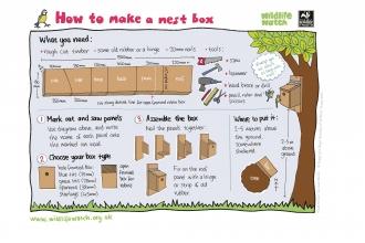 Make a nest box