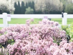 8 Early Spring Flowers. Lilacs. www.inspirethemom.com