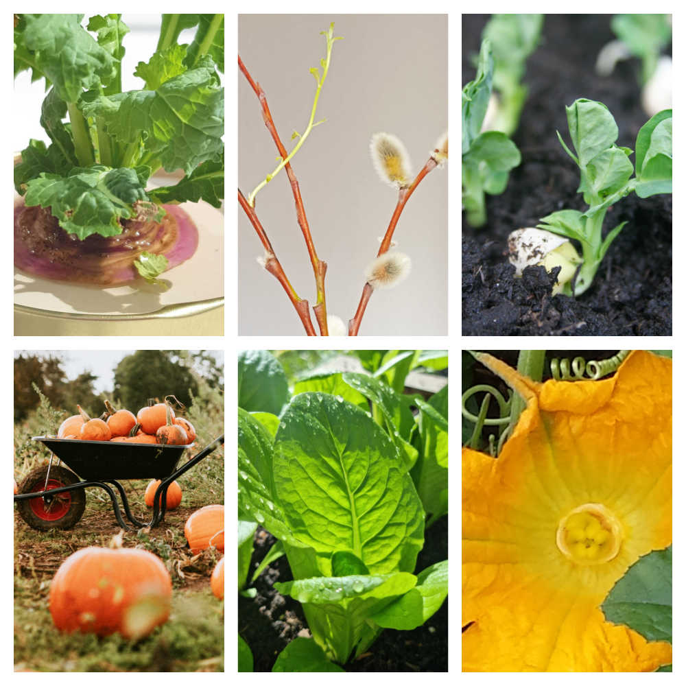 Simple Fun Gardening Activities With Kids