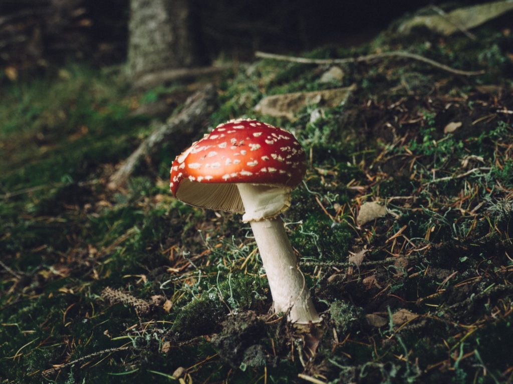 close-up view of mushroom, our list of hobbies includes mushroom hunting