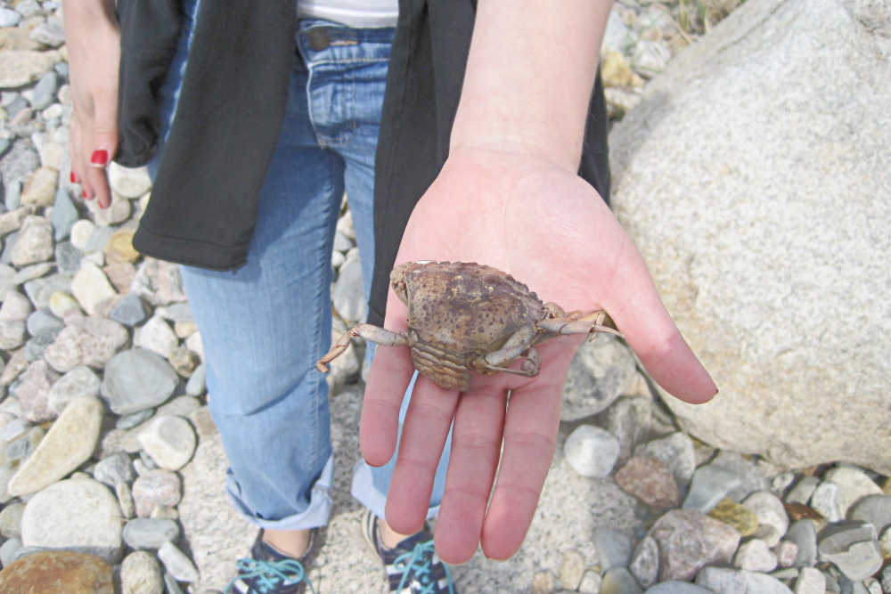Fun Outdoor Activities For Kids On The Beach - Crabbing