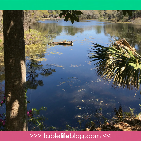 Exploring Pond Life with Over and Under the Pond (+ Free Printables)