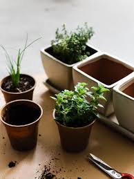 How to Start an Indoor Herb Garden ...