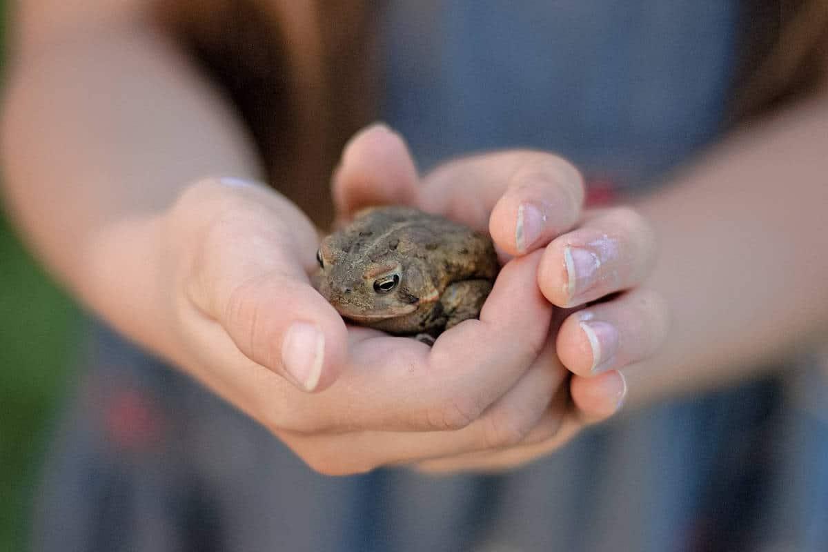Pond nature study with kids - hands on experiences