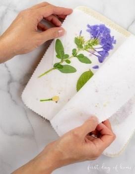 Pressed flowers after microwaving with the Microfleur Max flower press