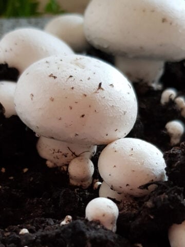 Growing mushrooms with kids - a lovely simple gardening activity that lets kids explore the science of fungi #gardening #gardenwithkids #mushrooms #plants #fungi #science #STEM