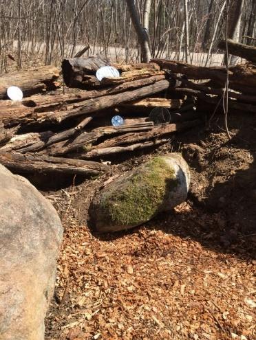A picture containing outdoor, ground, tree, wood
Description automatically generated