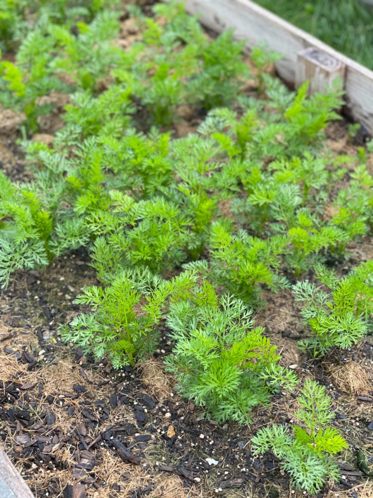 5-Ways-To-Clean-Up-Your-Garden-For-Summer-carrots