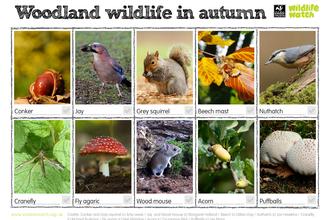 Woodland wildlife