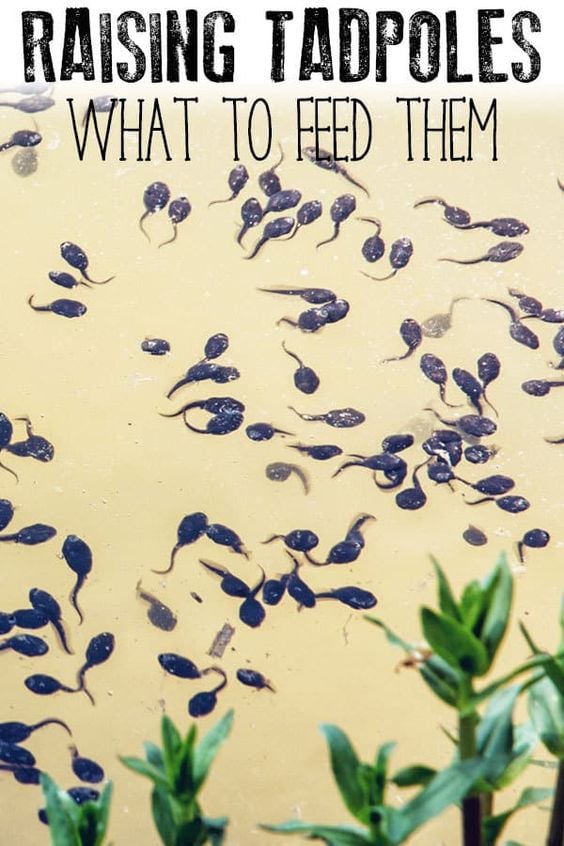 Fun Outdoors Activities For Kids - Raising Tadpoles