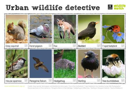 Urban wildlife