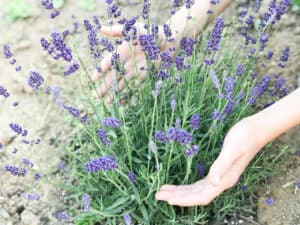 10 Kid-Friendly Flowers -Lavender. www.inspirethemom.com