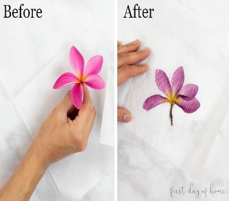 Plumeria bloom before and after ironing