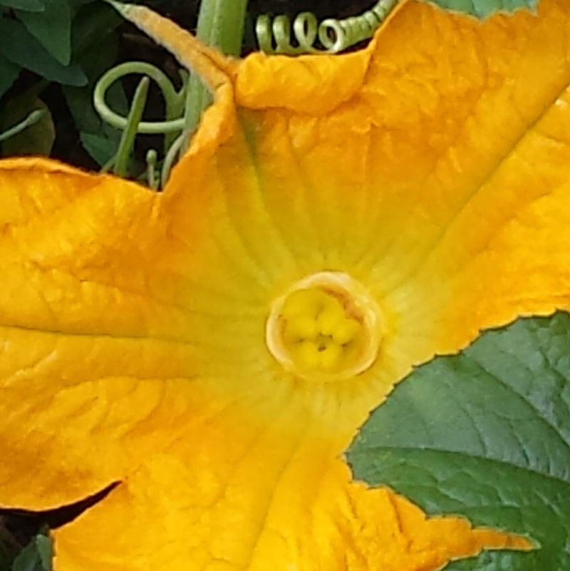 Growing courgettes with kids - courgettes are great fun to grow with kids as they are super easy, make scrumptious chocolate cake and are a wonderful opportunity to learn about plant science and pollination #courgette #zucchini #growingvegetables #gardeningwithkids #gardenwithkids #plantscience #pollination