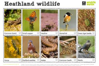 heathland wildlife