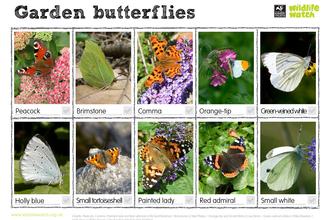Garden butterflies